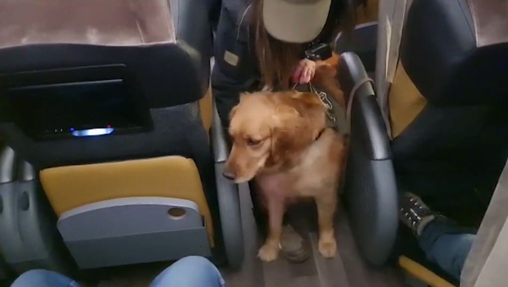 Tráfico de Drogas en Buses de Pasajeros Tráfico de Drogas en Buses de Pasajeros