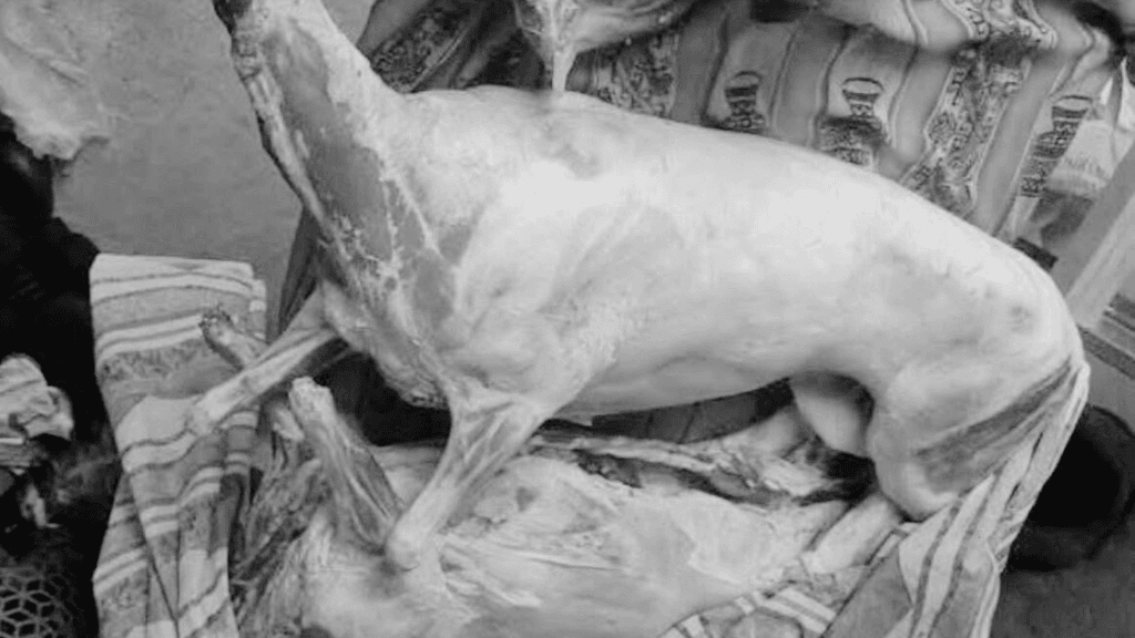 Faenamiento perros Faenamiento perros