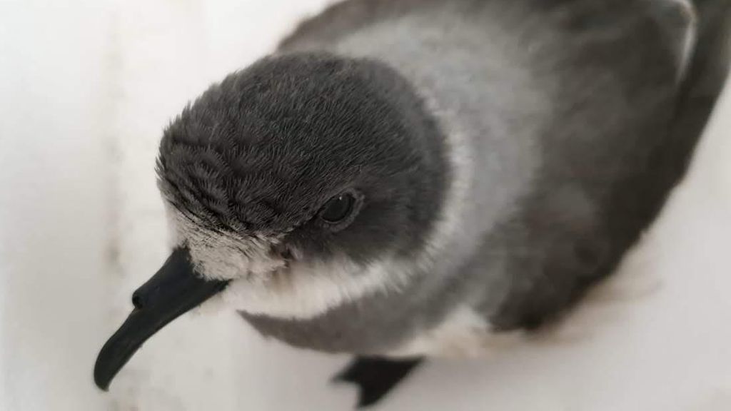 Golondrinas del Mar Golondrinas del Mar