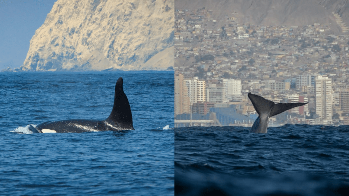 Incremento de avistamientos de cetáceos en Antofagasta Incremento de avistamientos de cetáceos en Antofagasta