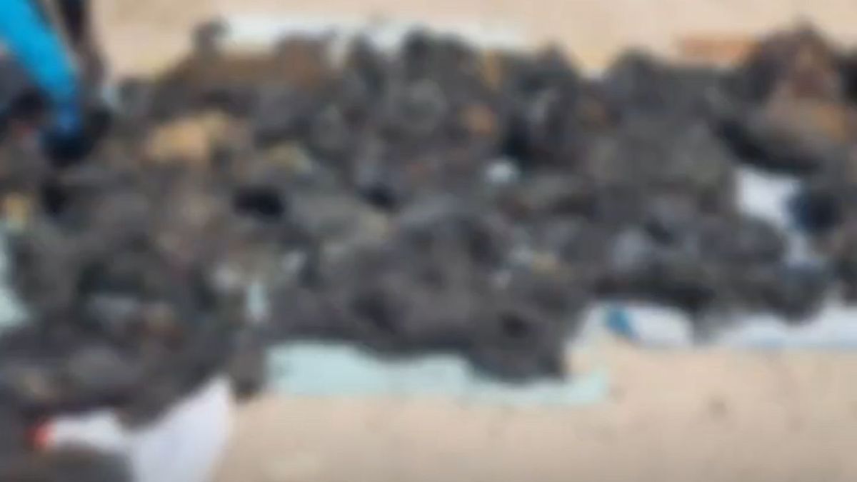 Diputado Videla exige justicia por fallecimiento de 33 perros en incendio de Calama Diputado Videla exige justicia por fallecimiento de 33 perros en incendio de Calama