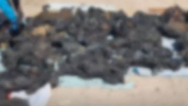 Incendio Calama perros