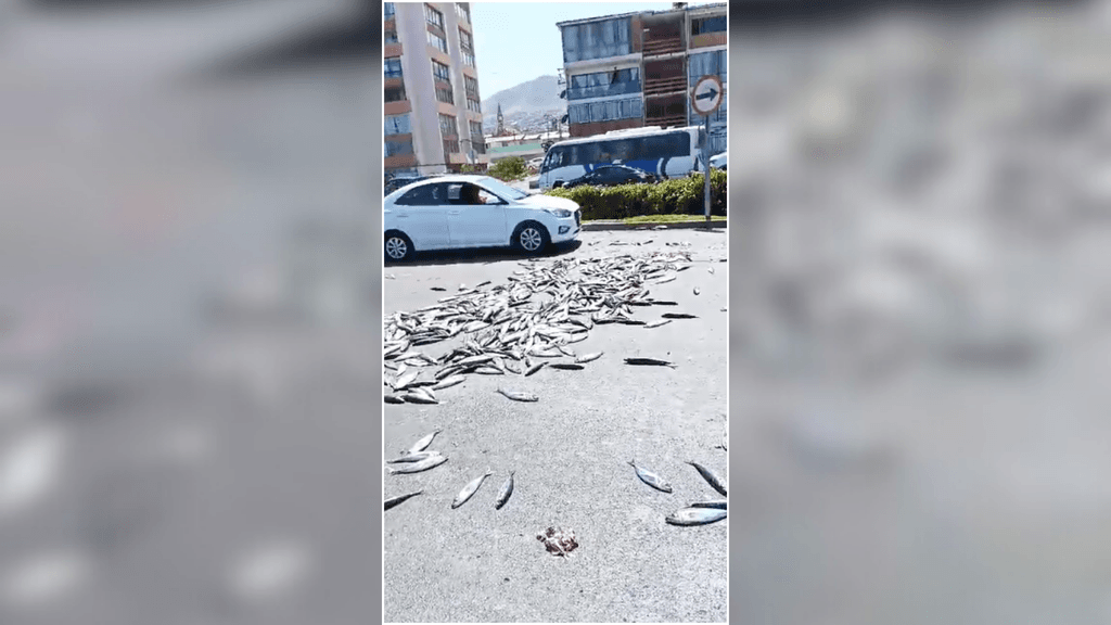 pescados calle pescados calle