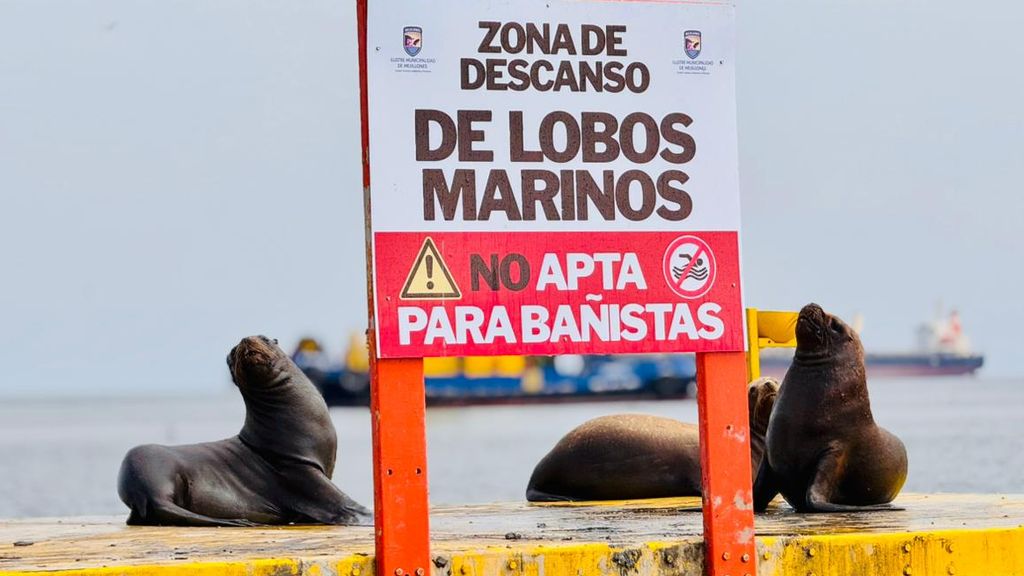 Balsas lobos marinos Mejillones Balsas lobos marinos Mejillones