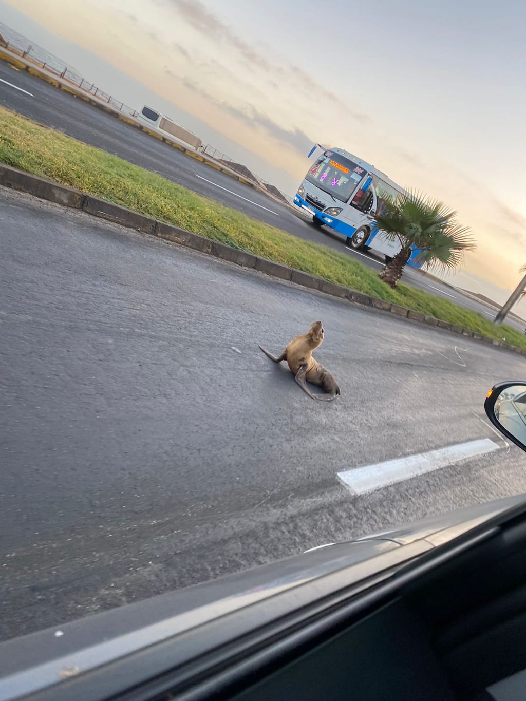 Lobo Marino en la Calle Lobo Marino en la Calle