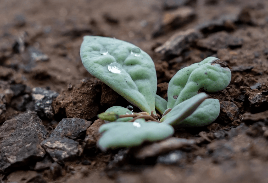 Floraciones Floraciones