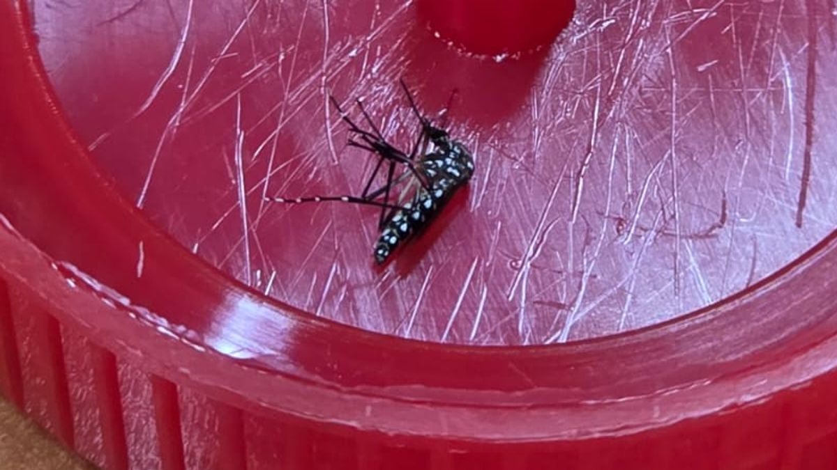 AEDES AEGYPTI Antofagasta AEDES AEGYPTI Antofagasta