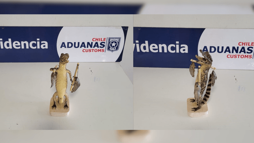 Yacaré disecado Aduana Yacaré disecado Aduana