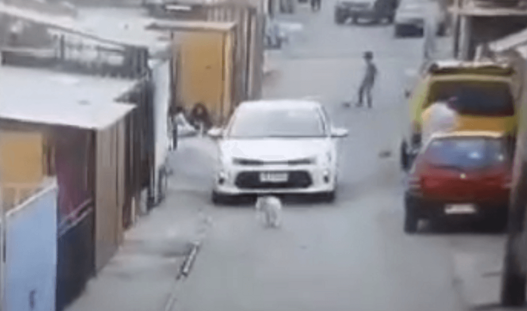 Atropello perro Atropello perro