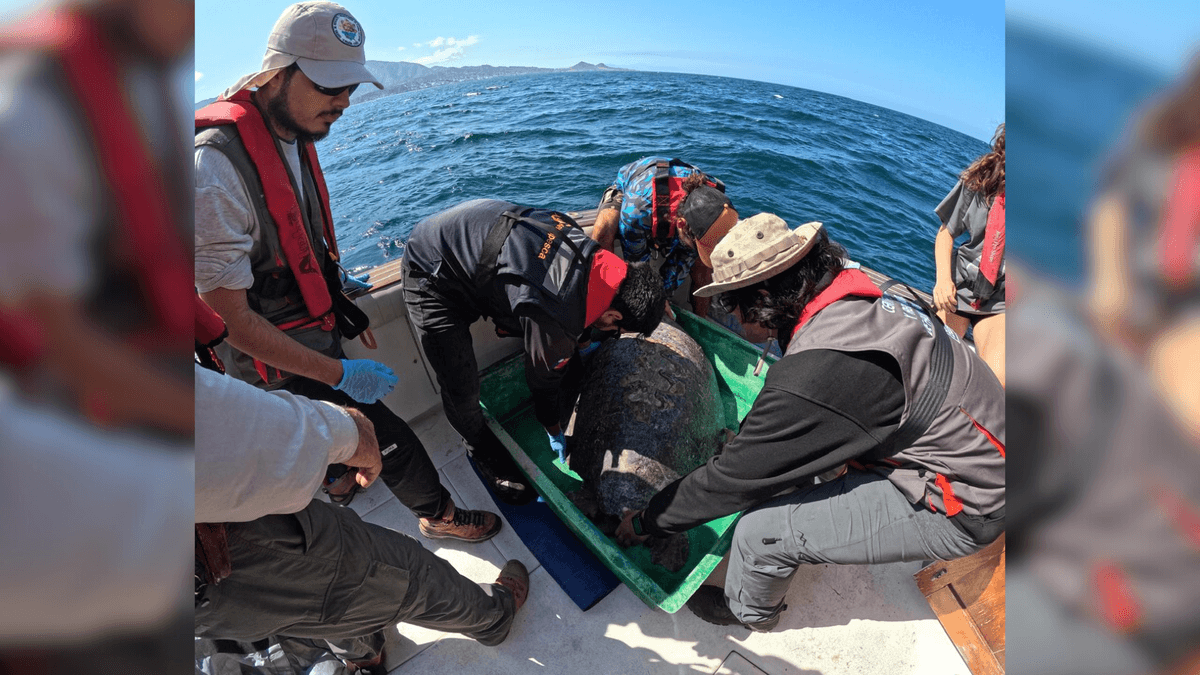 Emotiva liberación de tortuga verde en Antofagasta Emotiva liberación de tortuga verde en Antofagasta