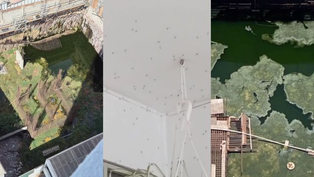 Pantano urbano Lord Cochrane Antofagasta