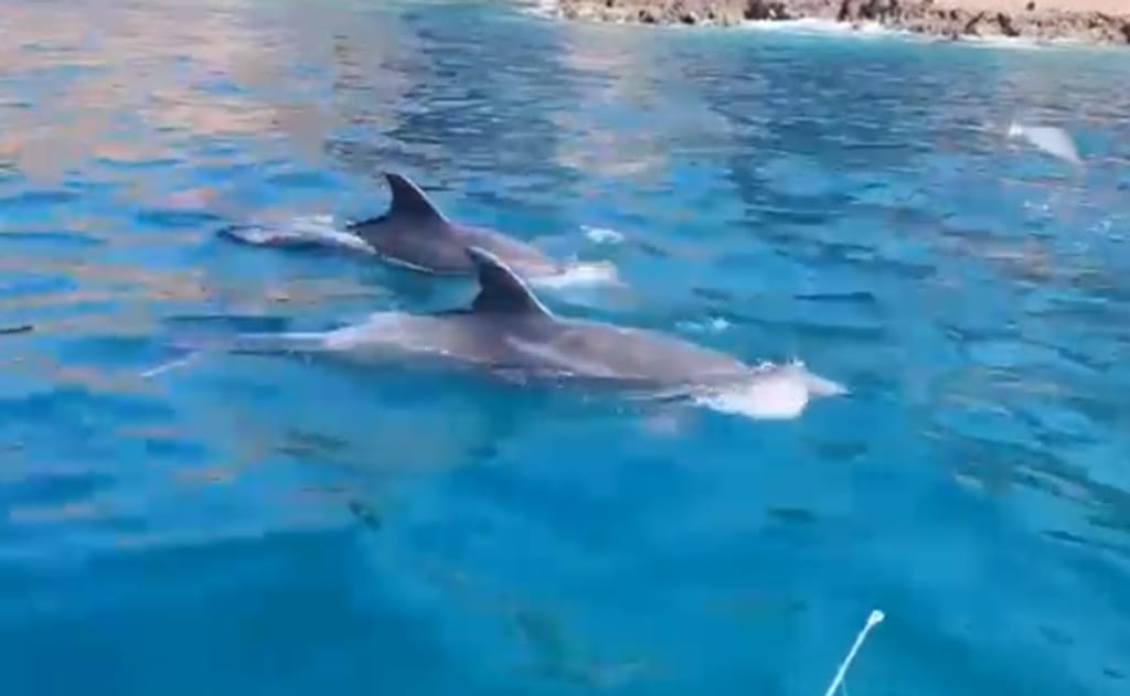 Delfines en Mejillones Delfines en Mejillones
