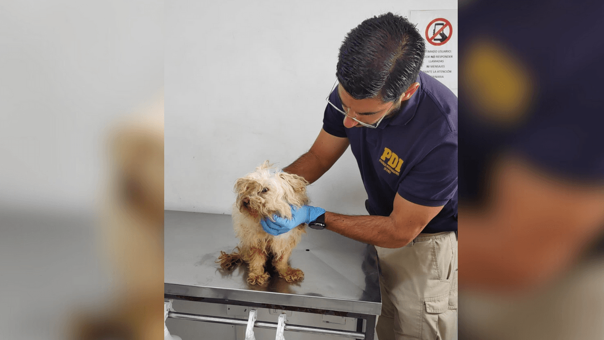 Vecinos denuncian maltrato animal en Antofagasta: rescatan a dos perros en estado crítico Vecinos denuncian maltrato animal en Antofagasta: rescatan a dos perros en estado crítico