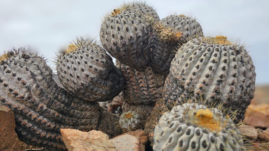 Cactus contrabando Cactus contrabando