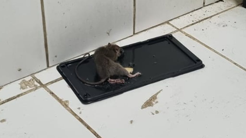 Ratones Escuela Padre Patricio Cariola Ratones Escuela Padre Patricio Cariola