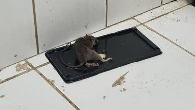 Ratones Escuela Padre Patricio Cariola Ratones Escuela Padre Patricio Cariola