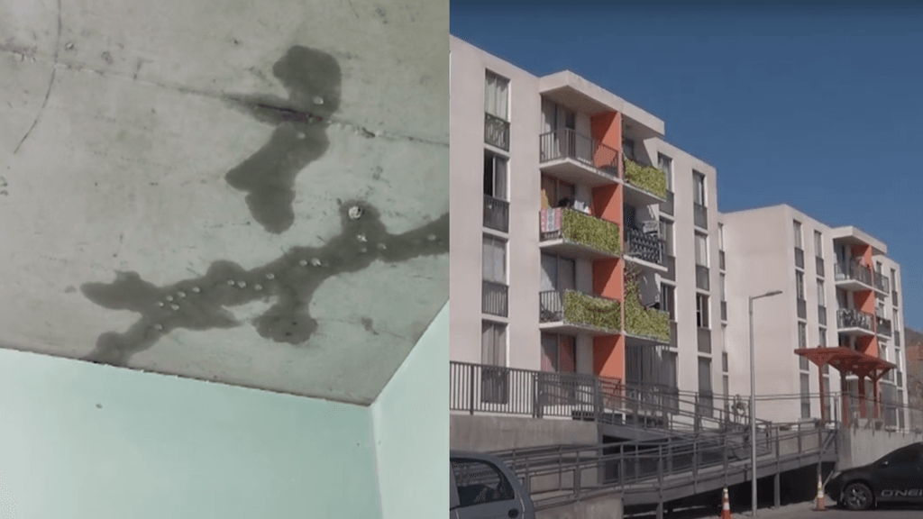 Bellavista 1 hongos Bellavista 1 hongos