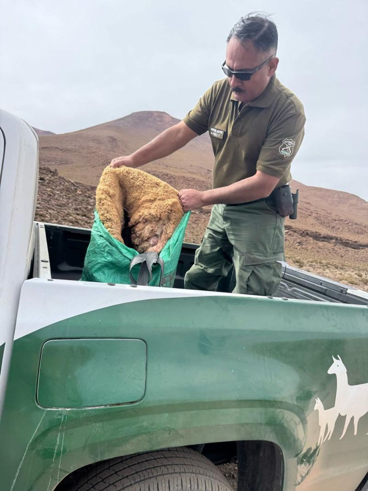 Cazador boliviano detenido por caza ilegal de vicuñas Cazador boliviano detenido por caza ilegal de vicuñas