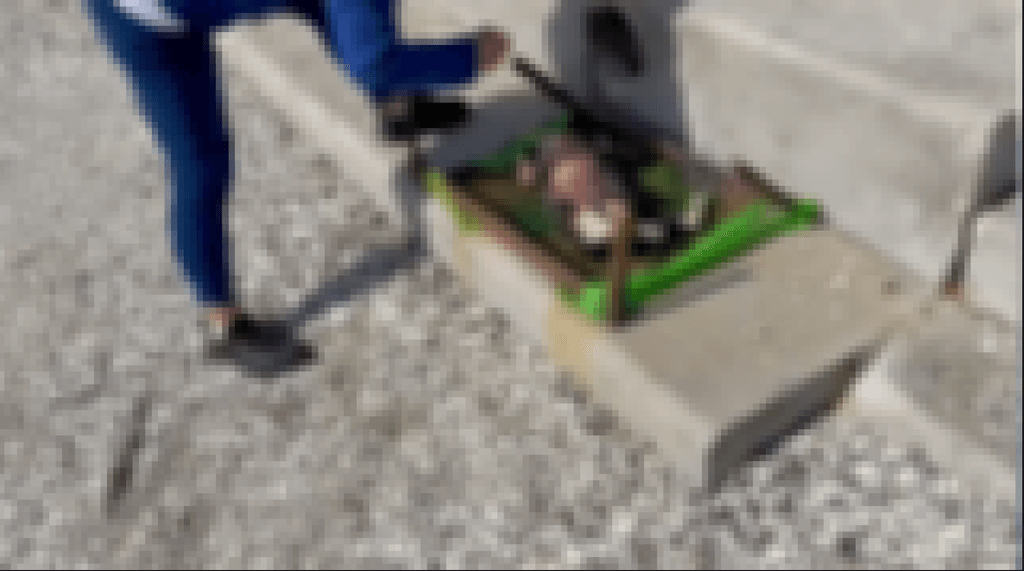 perro en parrilla px perro en parrilla px