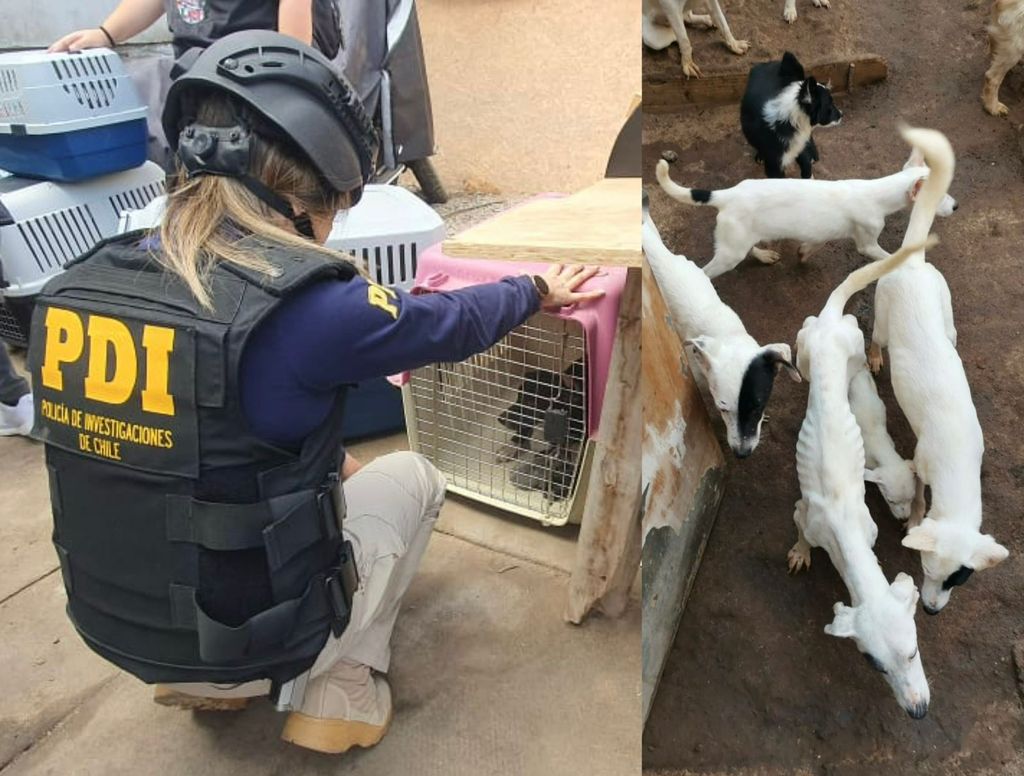 Rescate Animales Maltratados Rescate Animales Maltratados