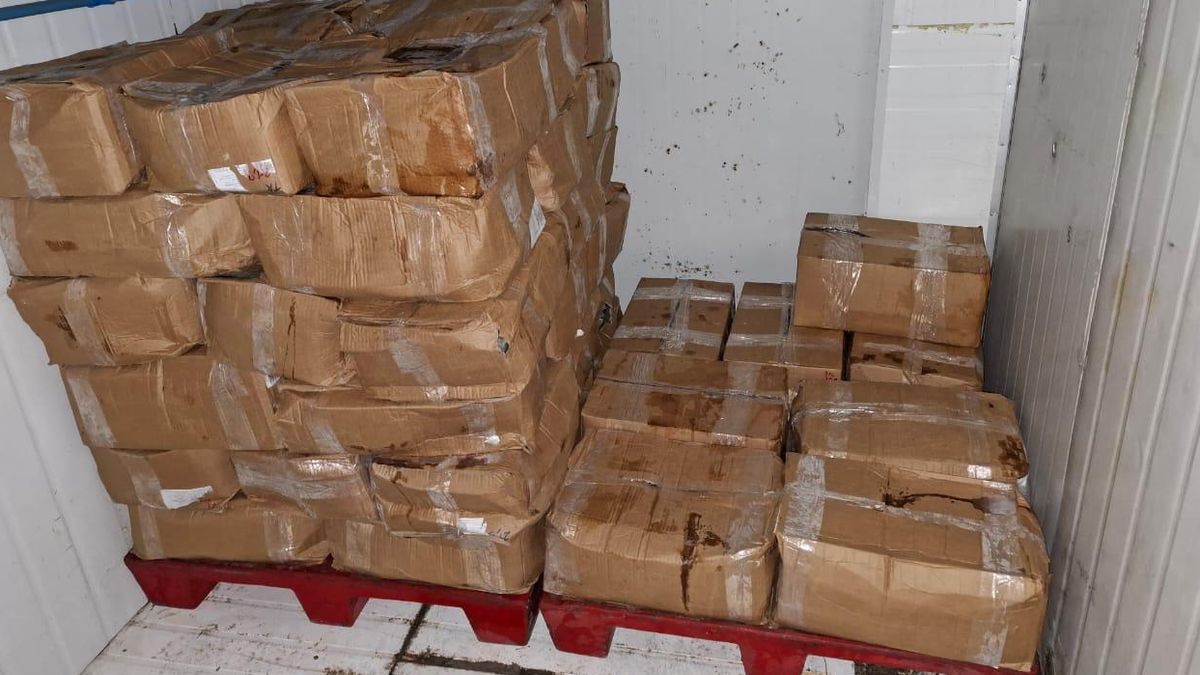 Decomisan tonelada de pulpo del norte sin documentación en Antofagasta Decomisan tonelada de pulpo del norte sin documentación en Antofagasta