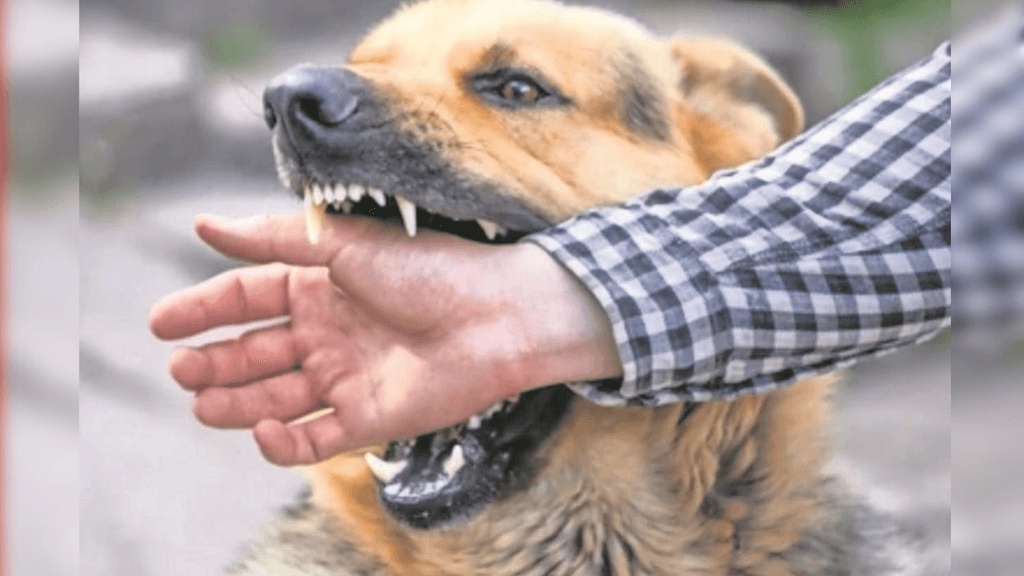 mordedura perro mordedura perro