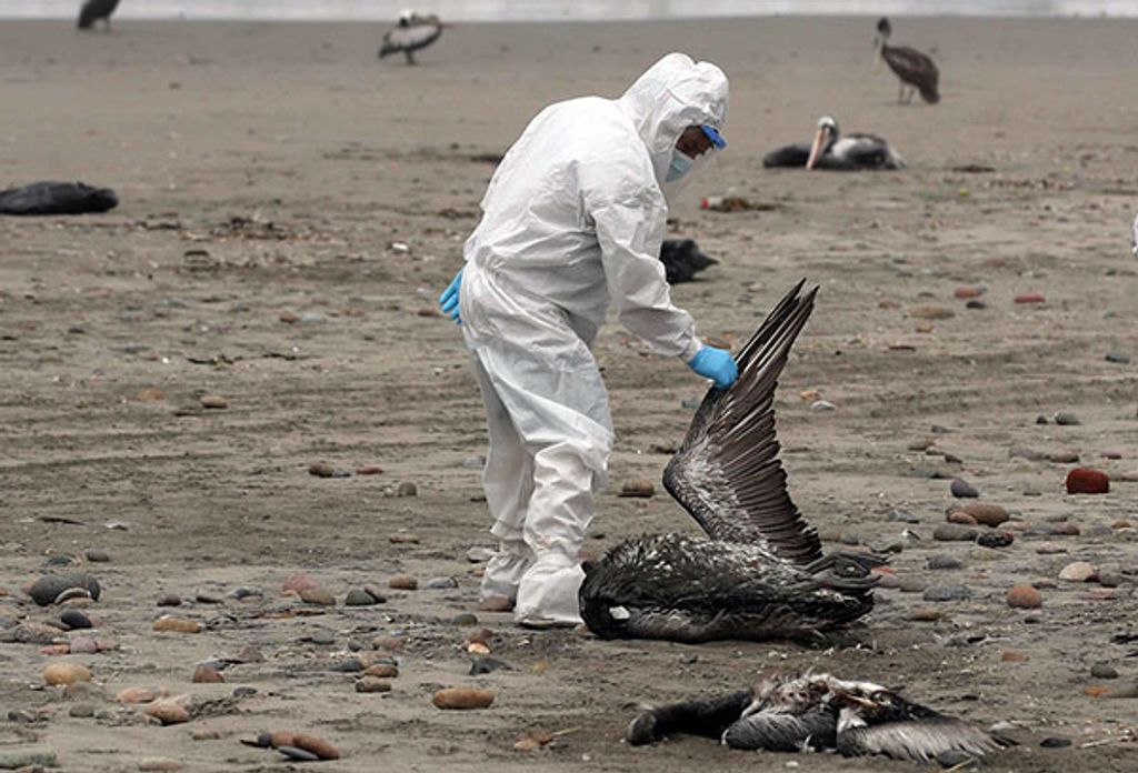 Gripe aviar Gripe aviar