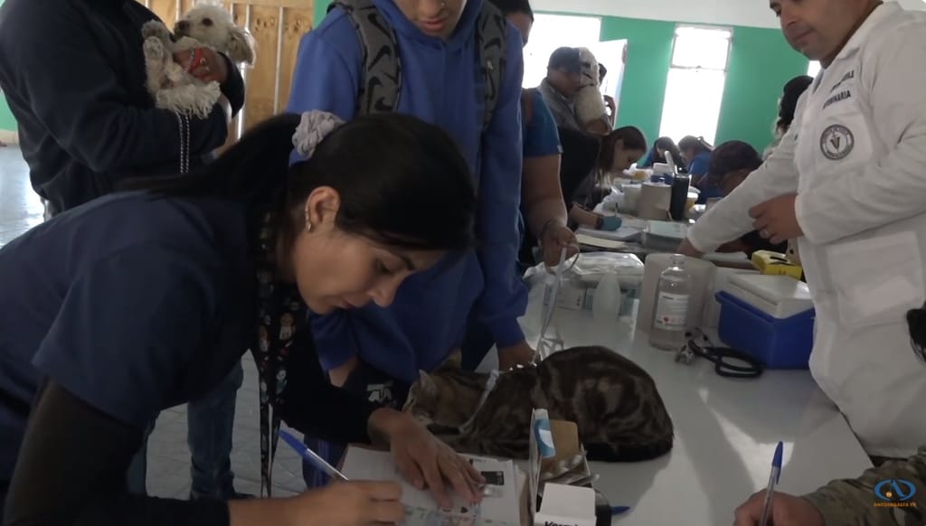 Vacunación Mascotas Calama Vacunación Mascotas Calama