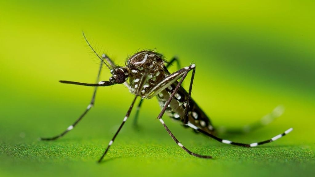 aedes Aedgypti aedes Aedgypti