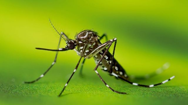 aedes Aedgypti aedes Aedgypti