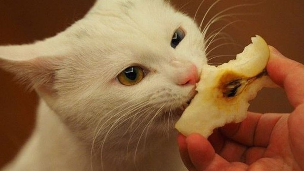 Mundo mascotas Mundo mascotas