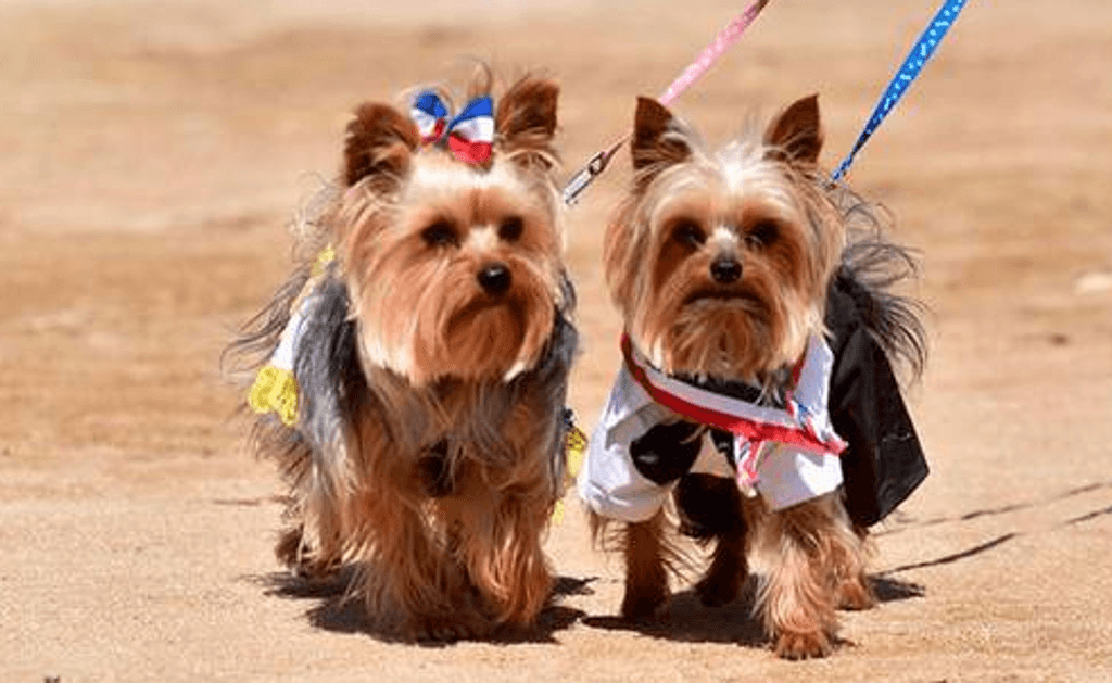 Mascotas