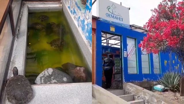 Clinica veterinaria Antofagasta