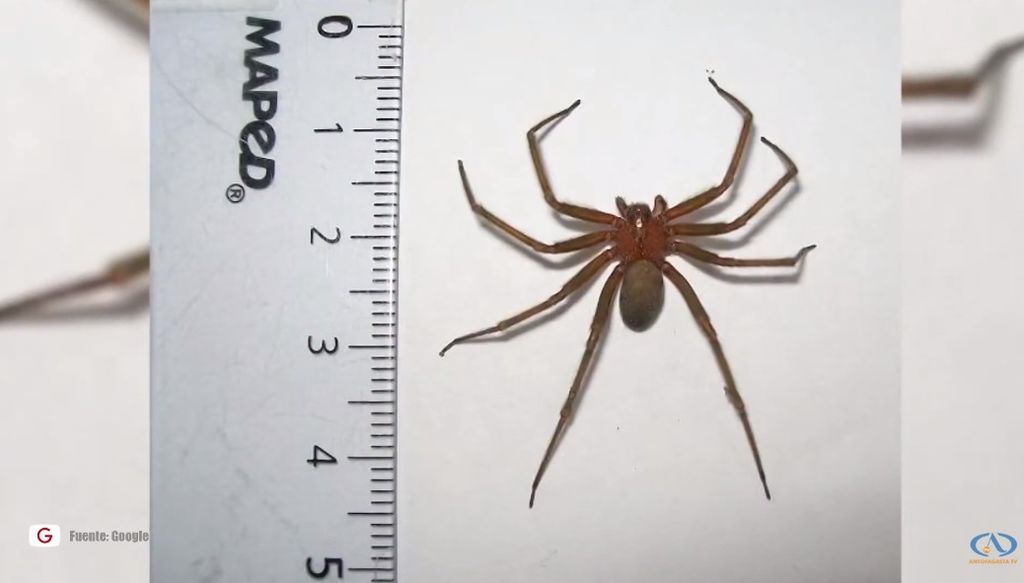 Araña de Rincón Araña de Rincón