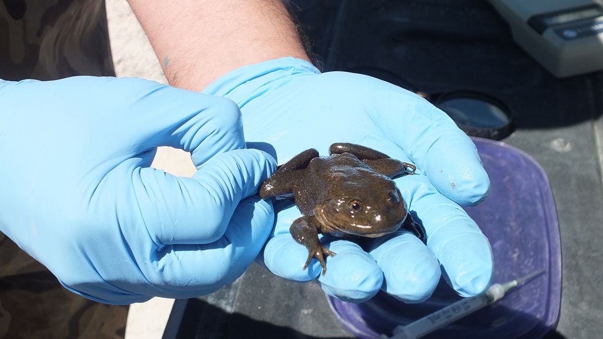 Aumenta población de ranas en Ascotán Aumenta población de ranas en Ascotán