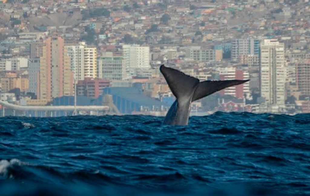 Ballena Antofagasta