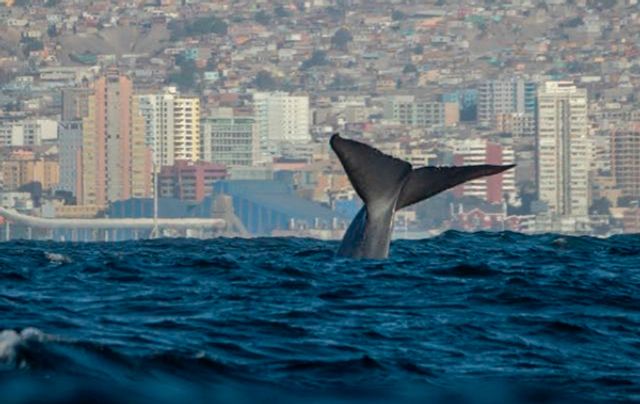 Ballena Antofagasta Ballena Antofagasta