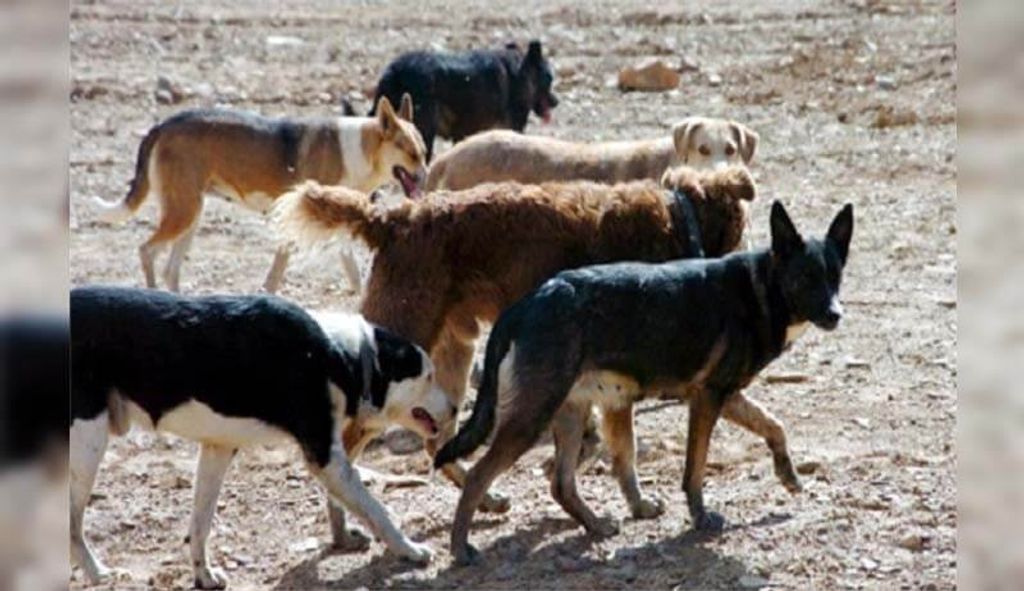 Agrojaurias Agrojaurias