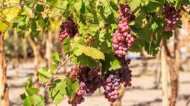 Vendimia San Pedro de Atacama