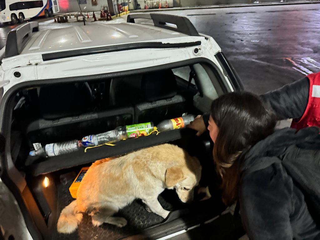 Perro agredido Perro agredido