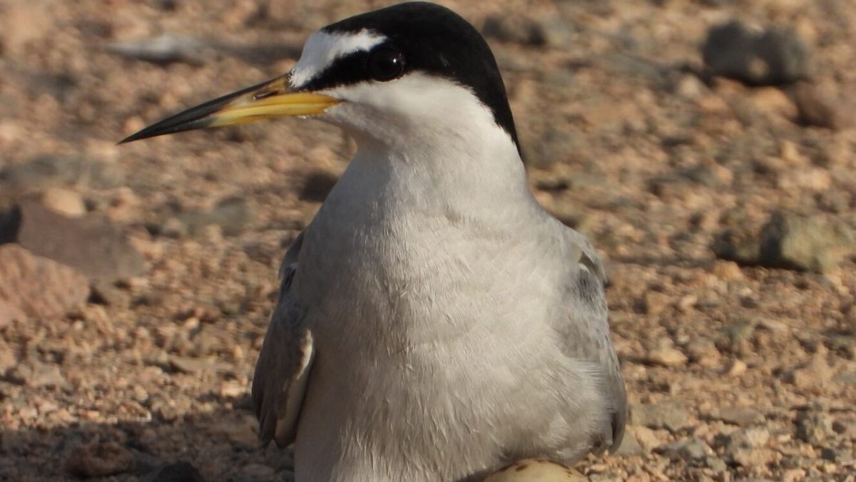 Gaviotin chico RECOGE Gaviotin chico RECOGE