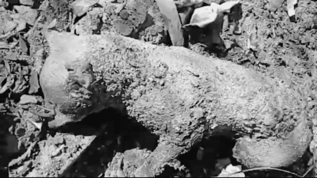 Perrito quemado Perrito quemado