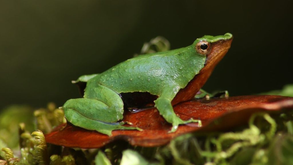 Ranita de Darwin Ranita de Darwin