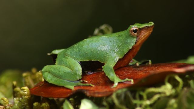 Ranita de Darwin Ranita de Darwin