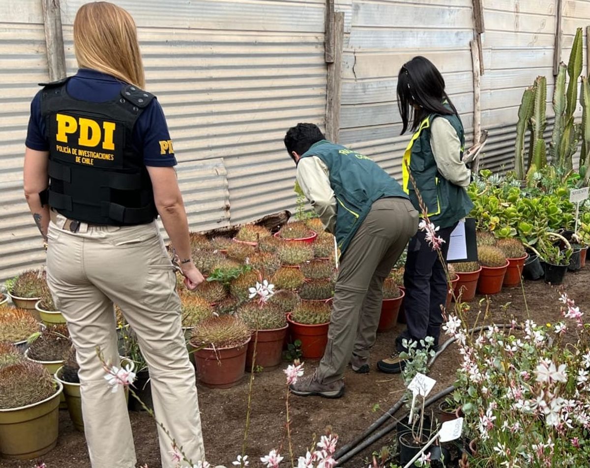 Operativo contra contrabando de cactáceas protegidas en marcha Operativo contra contrabando de cactáceas protegidas en marcha