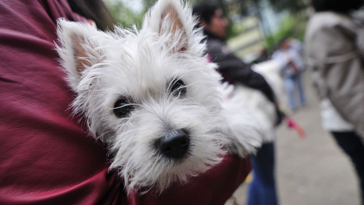 Suprema respalda multas a dueños de mascotas en Antofagasta Suprema respalda multas a dueños de mascotas en Antofagasta