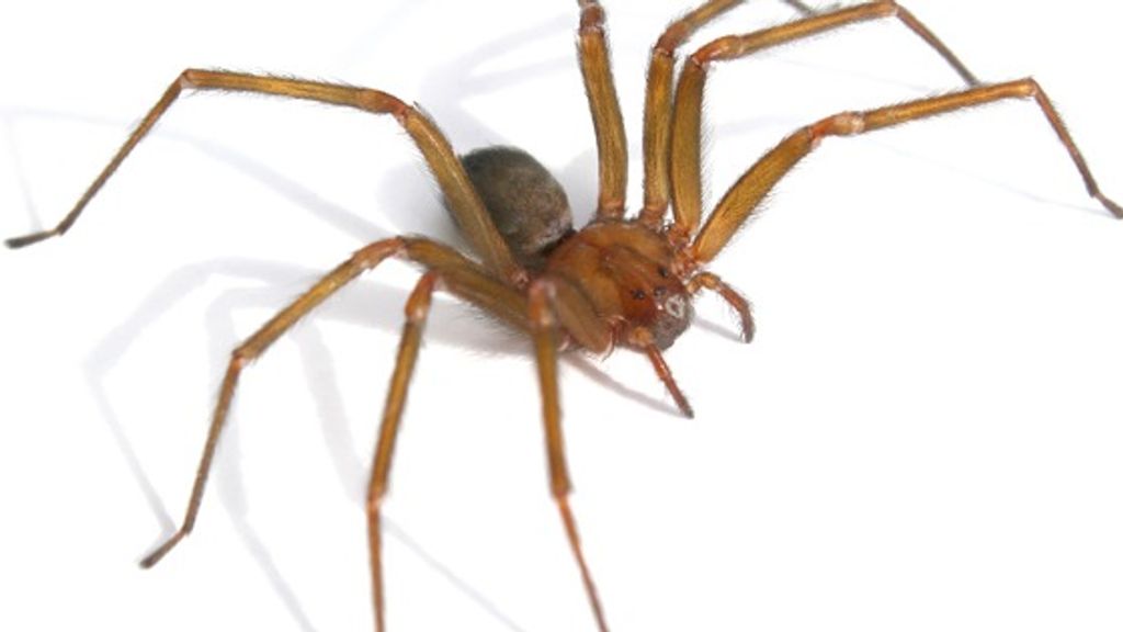 Araña de rincón Araña de rincón