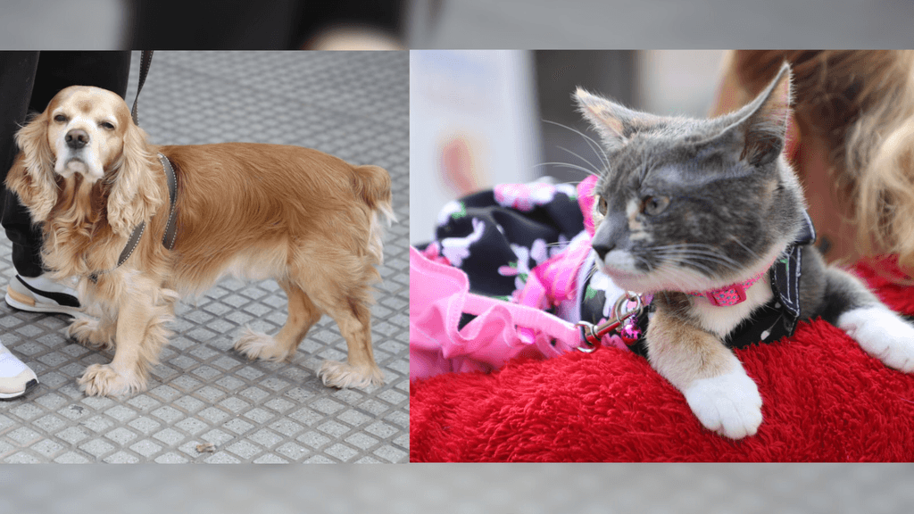 Vacunación antirrábica Vacunación antirrábica