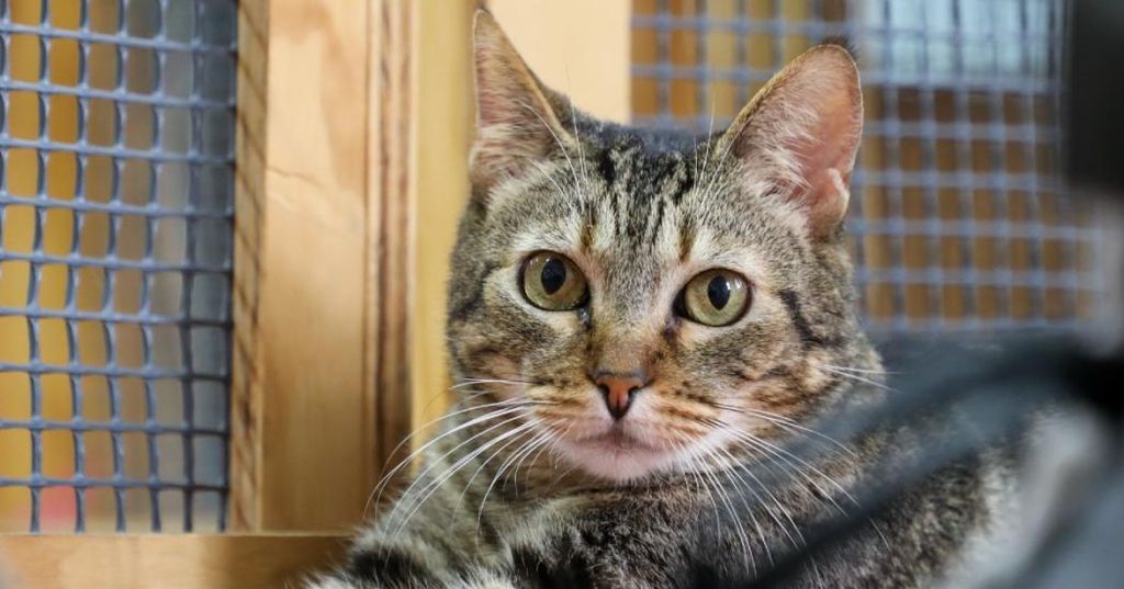 Esterilizar Mascotas Esterilizar Mascotas