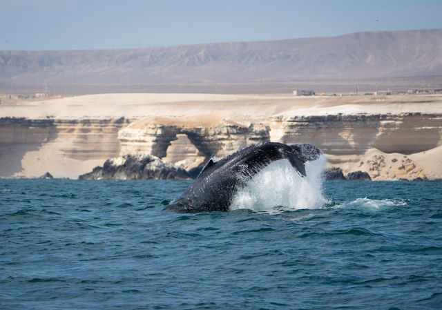 Ballena La Portada Ballena La Portada
